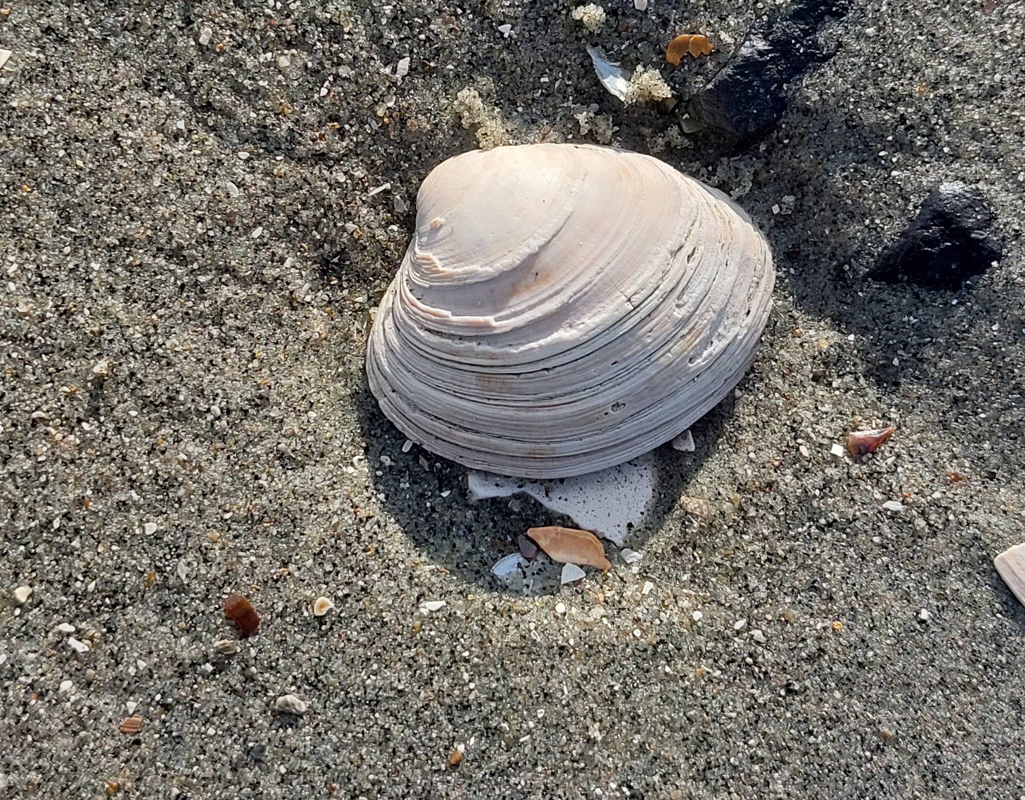 Fossiele schelp